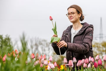 Dresden: Sie erfüllt sich ihre Blütenträume: Dresdnerin Emma hat echte Bio-Blumen zu bieten