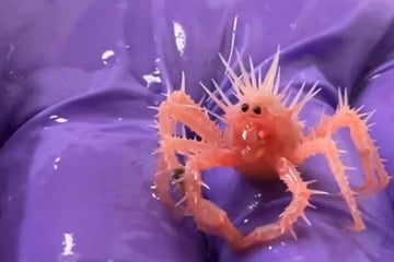 Baby crab steals researchers' hearts with adorable looks!