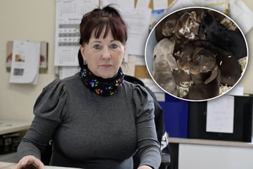 Schmuggelhunde werden zum teuren Problem für Tierheime