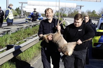 Tierischer Einsatz! Reh wird bei Unfall verletzt und legt Verkehr lahm
