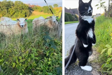 Cat is hilariously shook after seeing sheep for the first time