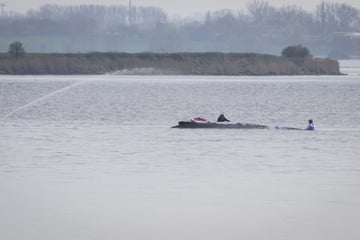 Waghalsige Rettung: Wal soll lebend in Freiheit gelangen