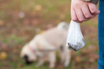 Fäkalien-Angriff! Jugendamt mit Hundekot beworfen