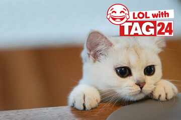 Joke of the Night for November 22, 2025: One that's kitten for Caturday!