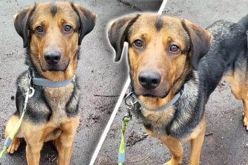 Hund findet neues Zuhause, doch kurze Zeit später sitzt er schon wieder im Tierheim