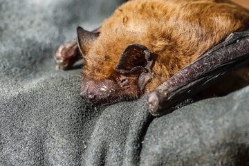 Berlin: Tollwutvirus bei Fledermaus in Berlin: Darauf müsst Ihr achten