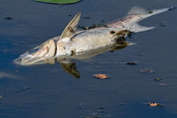 Mysteriöses Fischsterben im Harz: Tausende Tiere verenden nach Regenfällen