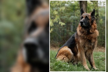 Hübscher Schäferhund sucht Zuhause: Jayko möchte Lebensabend mit netten Menschen verbringen