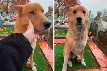 The woman cries alone at the grave: what this dog does is then moved to tears