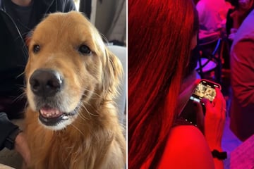 Frau checkt Dog-Cam auf Party: Als sie ihren Golden Retriever sieht, bricht ihr Herz