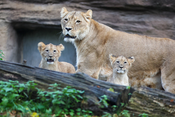Löwen-Babys im Leipziger Zoo getauft: Freches Mädchen hat ihre Brüder im Griff