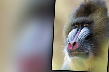 Elffacher Vater im Zoo eingeschläfert