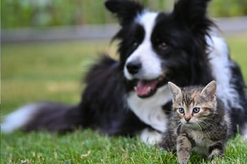 Tierschützer warnen: Hund, Katze und Co. sind keine Geschenke für Weihnachten