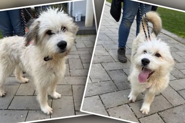 Hund Bobby erobert die Herzen im Sturm: Deshalb sind alle ganz verrückt nach ihm