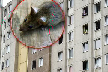 Ratten mit Stock gequält: Polizei ermittelt junge Tierquäler