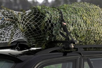 Kurioser Unfall auf B49: Fahrer verliert Weihnachtsbaum, Auto kracht hinein