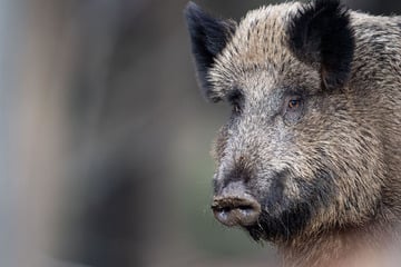 Virus-Alarm in Sachsen: Schweinepest ist wieder da