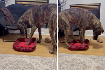 Kleiner Hund stiehlt Dogge das Hundebett: Was XXL-Vierbeiner dann versucht, sorgt für Lachtränen