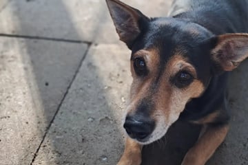 Mambo verliert immer wieder sein Zuhause: Wer gibt dem Hunde-Opa eine Chance?
