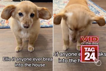 Viral Video of the Day for September 20, 2025: Tiny pup proves she's the cutest guard dog around