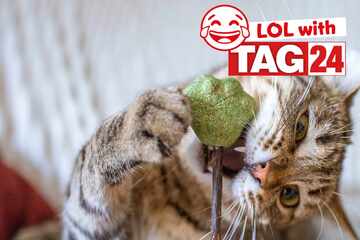 Joke of the Day for October 11, 2025: A cat funny for Caturday!