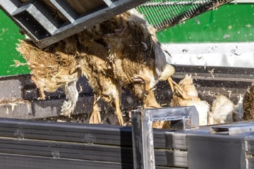 Geflügelpest: Rathaus Dresden rät zur Stallhaltung