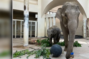 Beim Elefanten-Abschied im Zoo Leipzig kullern Tränen: "Situation, die wir so noch nicht hatten"