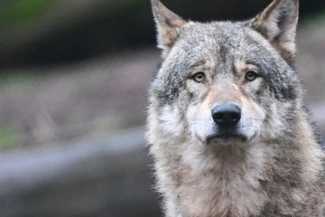 Wölfe: Der Wolf ist los: Hornisgrinde begrüßt seltenen Gast