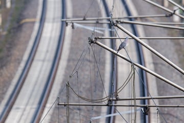 Köln: Bäume absichtlich angesägt: Oberleitung auf Bahnstrecke in Köln beschädigt