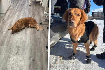 Golden Retriever mit traurigem Zettel in eiskaltem Park ausgesetzt: Retter reagieren überraschend