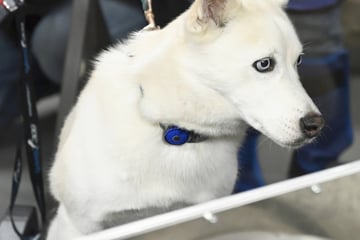 Mann leint Husky vor Supermarkt an: Als er zurückkommt, trifft ihn der Schlag
