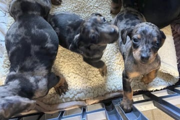 Sechs Hundewelpen nahe der A6 ausgesetzt: Kinder werden zu Lebensrettern