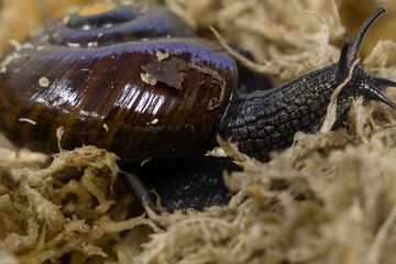 Scientists are shocked to discover carnivorous snail laying eggs out of its neck