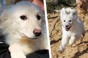 Zarte Seele, trauriges Tierheim-Schicksal: Welpe Charly sucht neues Zuhause