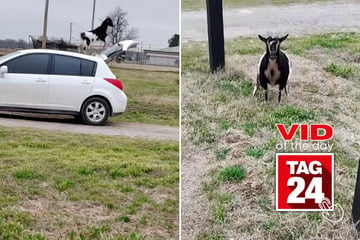 Viral Video of the Day for March 8, 2025: Goat stuns DoorDasher with mid-delivery car parkour!