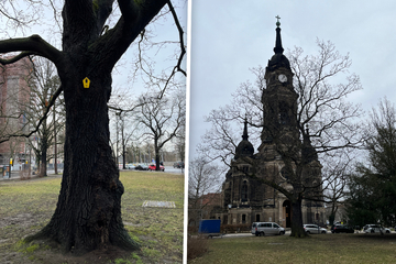 Dresden: Sie steht hier seit 1895! Uralt-Eiche an der Trinitatis-Kirche wird geschützt