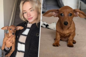 Besitzerin verwundert: Hunde-Welpe hat auf einmal Stehohren