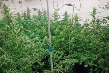 Riesige Drogenplantage entdeckt! Polizei beschlagnahmt kiloweise Marihuana