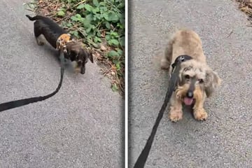 Hunde wirken erschöpft, Frau bricht Spaziergang ab: Was dann passiert, bringt so viele zum Lachen