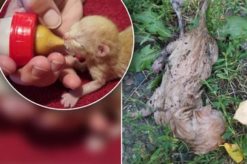 Es lag mit Nabelschnur allein im Gras: Wenige Stunden altes Kätzchen erobert die Herzen