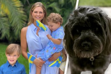Tierische Trennung: Königshaus gibt adoptierten Hund wieder ab