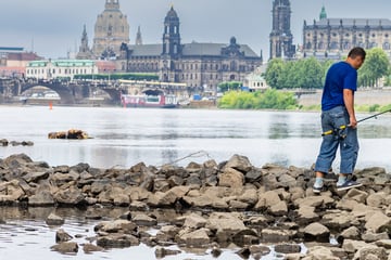 Dresden: Elbe kämpft mit Niedrigwasser: Was das für Auswirkungen hat