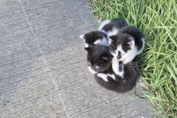 Katzenbabys während der Fahrt auf der Autobahn aus dem Fenster geworfen