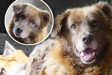 "Schmusebacke" Elsy sehnt sich nach Happy End: Hündin hat eine kuriose Angst