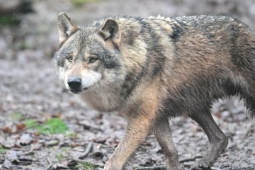 Kein Karnevals-Scherz: Umzug muss wegen Wolf gestoppt werden