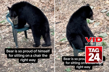 viral videos: Viral Video of the Day for April 22, 2024: Bear pops a squat in chair while roaming woods: "what a good boy!"