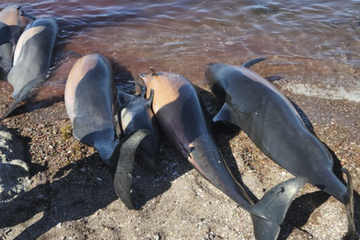 Was ist nur passiert? Dutzende tote Delfine an Strand geschwemmt