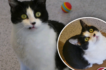 Katze Saskia: Ein Autounfall veränderte ihr Leben für immer