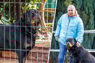 Witwe steht vor einem Dilemma: Was tun, wenn der Hund zur Last wird?