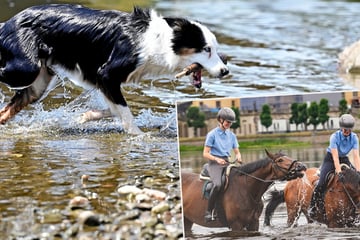 Dresden: Wie Tiere in Sachsen der Hitzeglocke trotzen